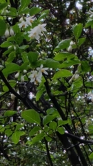 Styrax redivivus