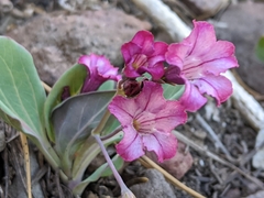 Cycladenia humilis