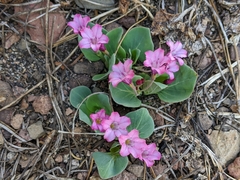 Cycladenia humilis