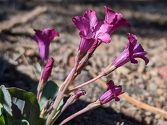 Cycladenia humilis