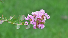 Lagerstroemia indica