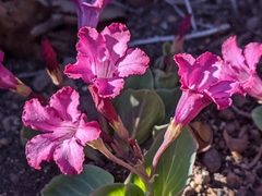 Cycladenia humilis