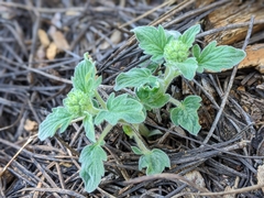Phacelia hydrophylloides