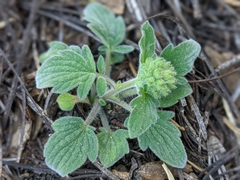 Phacelia hydrophylloides