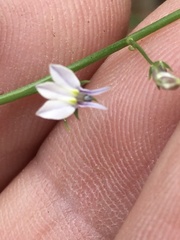 Lobelia nuttallii