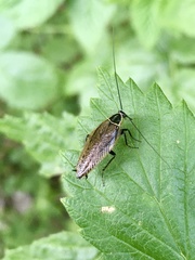 Ectobius lapponicus