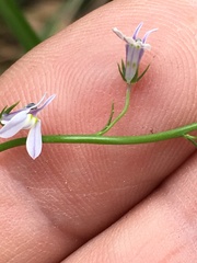 Lobelia nuttallii