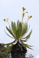 Espeletia frontinoensis