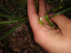 Moehringia trinervia
