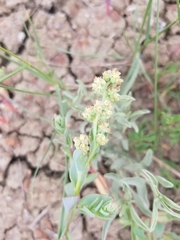 Atriplex dioica