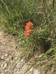 Castilleja lindheimeri