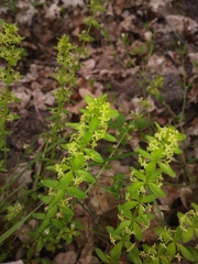 Cruciata