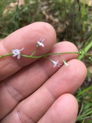 Lobelia nuttallii