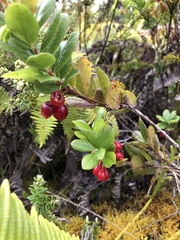 Vaccinium calycinum