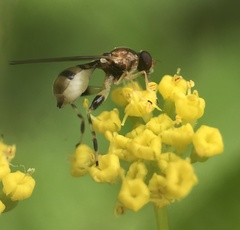 Sphegina
