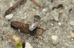 Geocoris floridanus