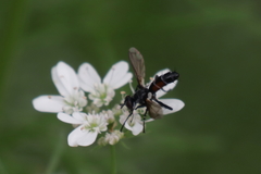 Cylindromyia pusilla