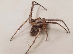 Larinioides sclopetarius