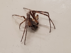 Larinioides sclopetarius