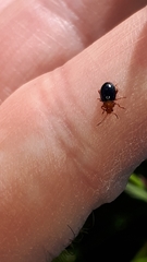 Podagrica fuscicornis