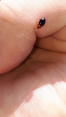 Podagrica fuscicornis