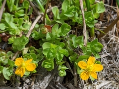 Hypericum anagalloides