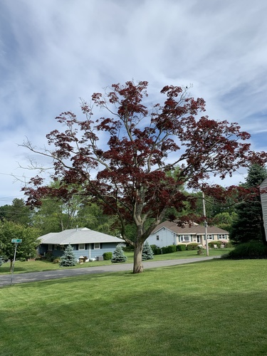 photo of Japanese Maple (Acer palmatum)