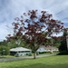 photo of Japanese Maple (Acer palmatum)