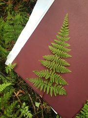 Cystopteris bulbifera