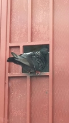 Columba livia domestica