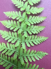 Cystopteris bulbifera