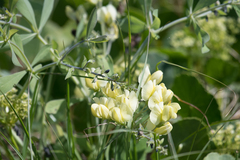 Baptisia bracteata leucophaea