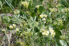 Baptisia bracteata leucophaea