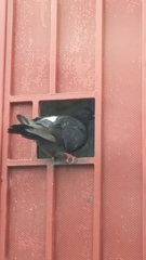 Columba livia domestica