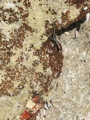 Cryptoblepharus africanus