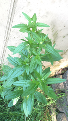 Lithospermum officinale