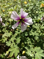Malva subovata bicolor