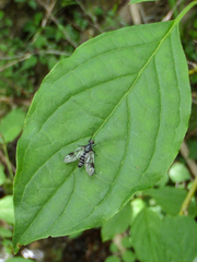Ibisia marginata