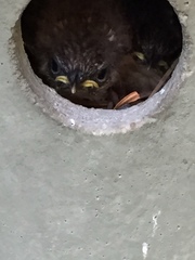 Thryothorus ludovicianus