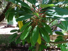 Daphniphyllum macropodum