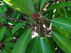 Daphniphyllum macropodum