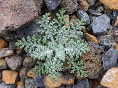 Chaenactis douglasii