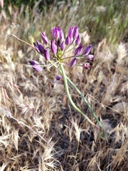 Allium fimbriatum