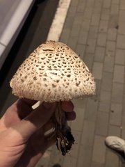 Chlorophyllum molybdites