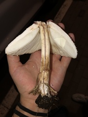 Chlorophyllum molybdites