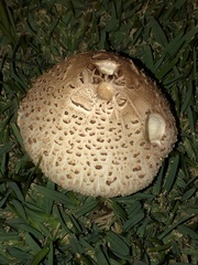 Chlorophyllum molybdites