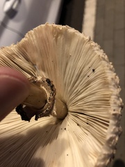 Chlorophyllum molybdites