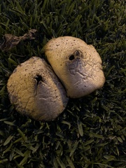 Chlorophyllum molybdites