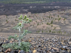 Chaenactis douglasii