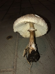 Chlorophyllum molybdites